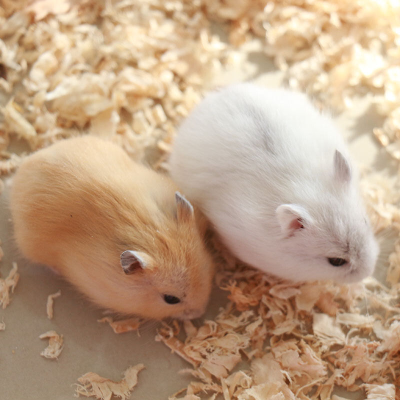 金丝熊宝宝用品仓鼠粮食五谷粮鼠粮饲料鼠小宠用品套餐零食和主食详情2