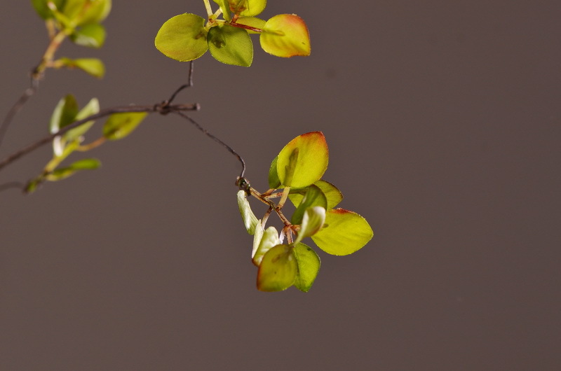 Flower Knowledge, simulating spring rain leaves, New Chinese-style Zen-inspired soft furnishings, flower leaf materials, simulating touch, autumn leaves, home decorations, floral art pic 4