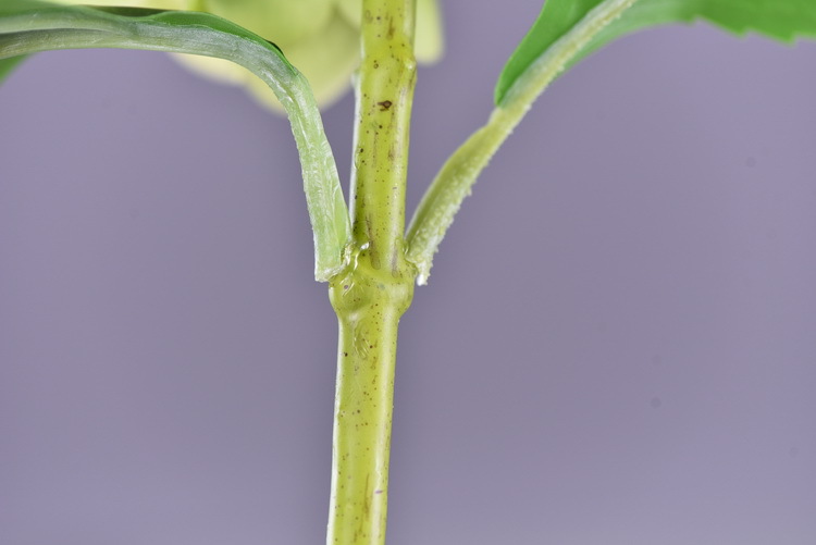 Factory supply of artificial hydrangeas, high-end hydrangea wholesale, wedding, home, hotel landscaping, main flowers, decorative artificial flowers pic 49