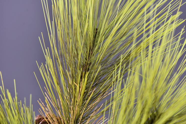 Factory direct sales of artificial Masson pine, Wabi-sabi style, Chinese Zen style artificial plants, wedding and banquet decoration green plants, pine needles pic 25