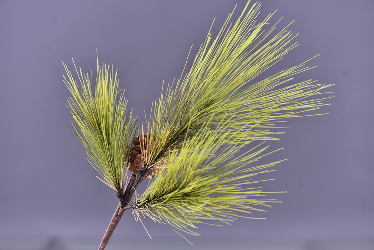 Factory direct sales of artificial Masson pine, Wabi-sabi style, Chinese Zen style artificial plants, wedding and banquet decoration green plants, pine needles pic 22