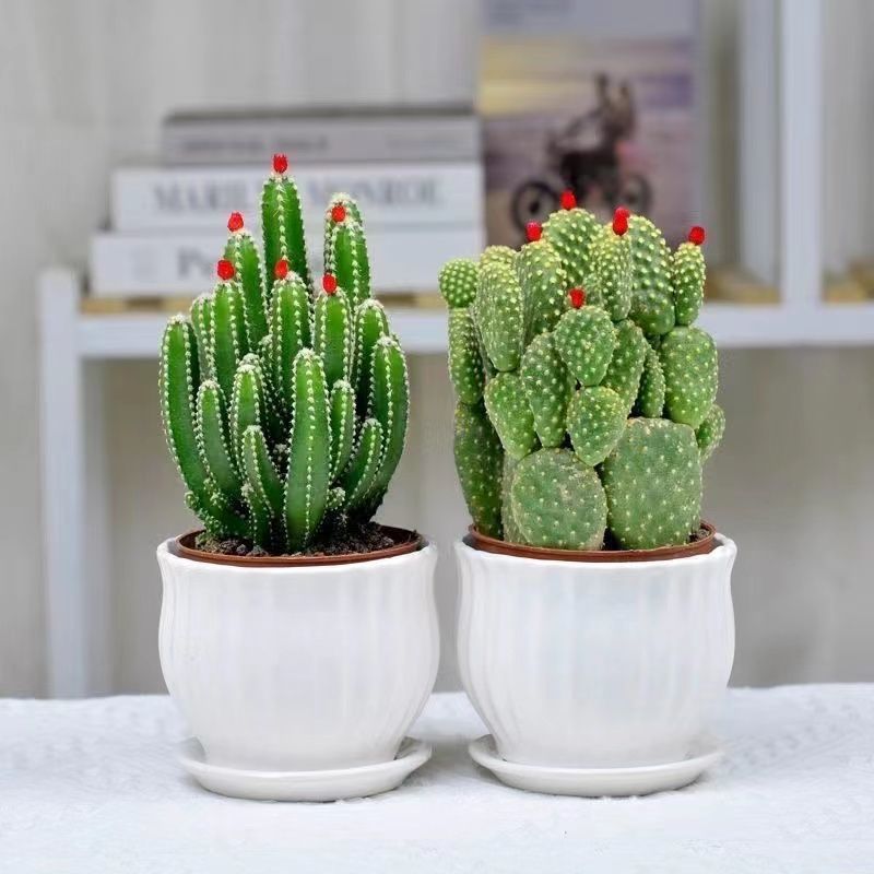 开花聚财山仙人掌办公室内花卉盆栽桌面摆设装饰招财花盆好养不死详情2