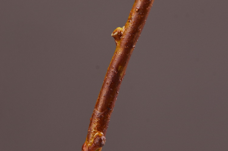 Dongli Factory direct sales, wholesale of artificial flowers, purple mist grass, purple dew grass, home decoration, artificial living room model rooms, artificial flower ornaments, one-piece consignment pic 26