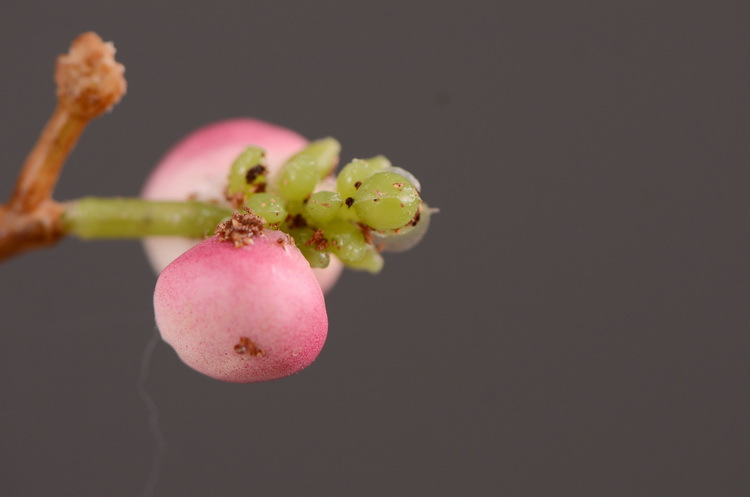 Dongli Wholesale Factory Director Direct sales of artificial ginkgo nuts, artificial flowers, wholesale of artificial flowers, home decorations, living room and dining room flower arrangements, flower art, artificial berries and fruits, one-piece consignment pic 13