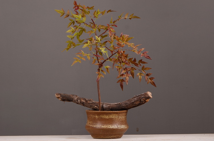 Dongli Source Factory, wholesale and direct sales of artificial plants in stock, wholesale of India leaves, autumn color leaves, hand-held flowers, leaf materials, props, flower art, bonsai, home decoration flowers pic 12