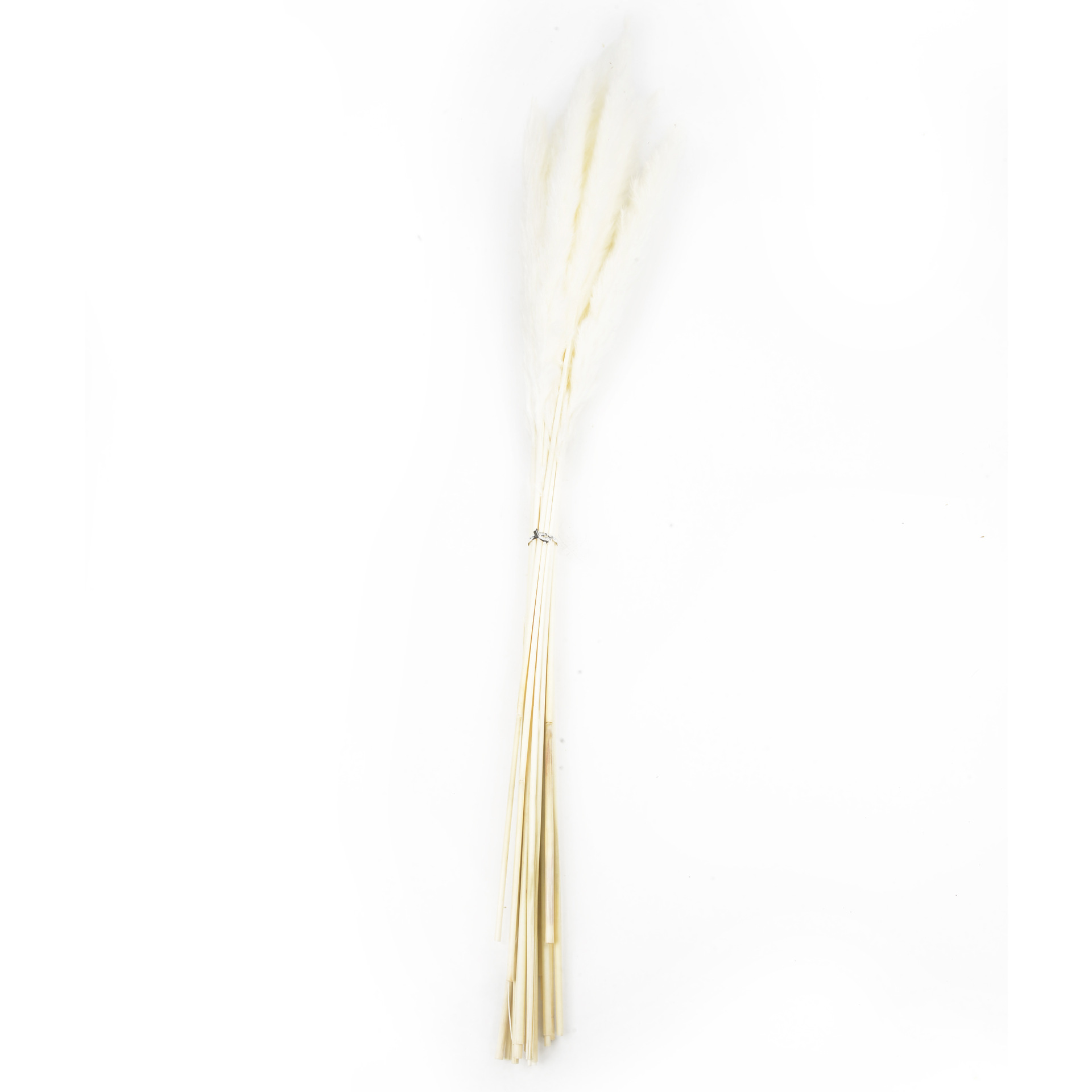 永生花小芦苇干花花束批发ins风家居装饰小芦苇厂家批发                                 详情2