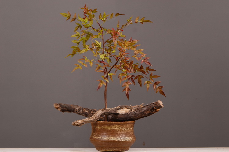 Dongli Source Factory, wholesale and direct sales of artificial plants in stock, wholesale of India leaves, autumn color leaves, hand-held flowers, leaf materials, props, flower art, bonsai, home decoration flowers pic 15