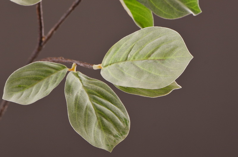 Factory direct sales of artificial leaves, wholesale of flocking artificial paulownia leaves, flower arrangement leaf materials, photography props, artificial green plants pic 5