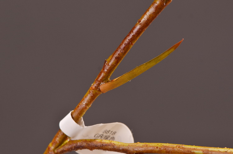 Dongli Factory direct sales, wholesale of artificial flowers, purple mist grass, purple dew grass, home decoration, artificial living room model rooms, artificial flower ornaments, one-piece consignment pic 12