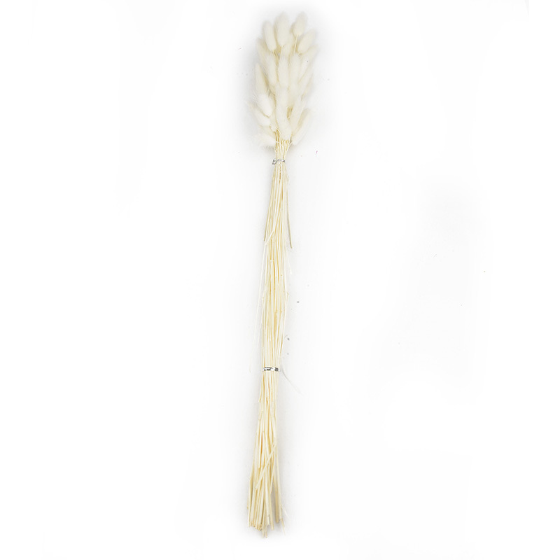 兔尾草干花真花永生花满天星干花花束批发家居装饰插花拍摄道具                               详情1