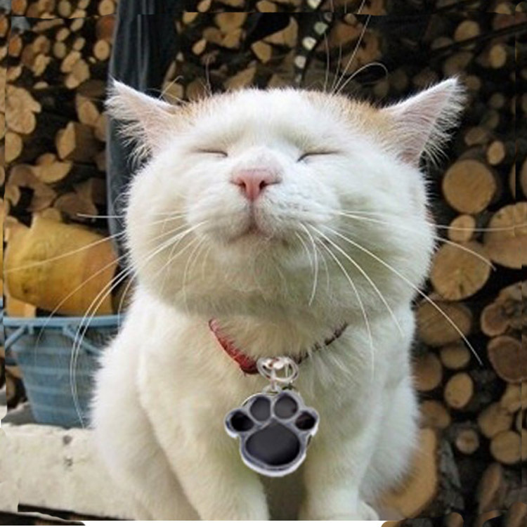 Cross-border best-selling pet dog brand 8-color footprint pet jewelry pendant, anti-loss engraved dog pendant, pet accessory pic 5