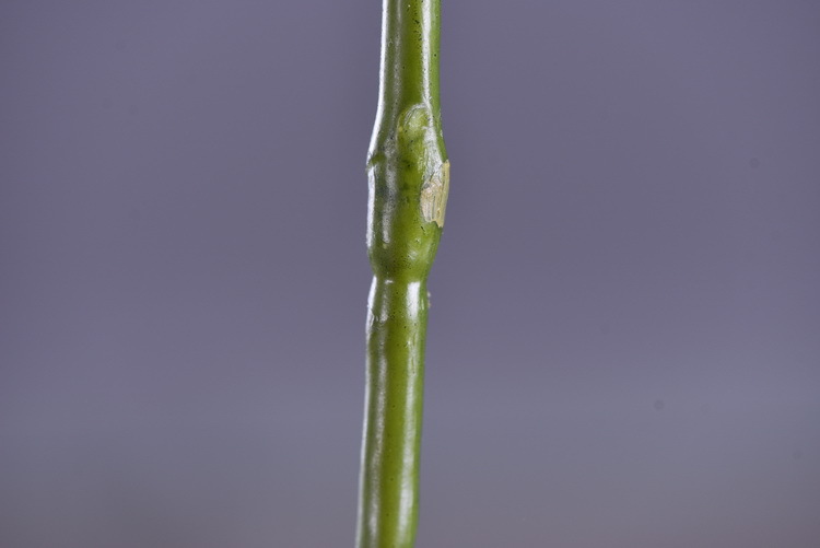 Factory supply of simulated Phalaenopsis, modern, simple and light luxury decoration, artificial flower touch, Phalaenopsis hand-painted soft decoration ornaments pic 12