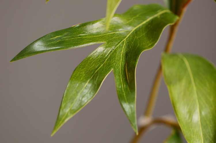 Dongli Flower Industry offers wholesale of artificial double-sided leaves, antler leaves, silver birch leaves, green plants, artificial green plants, indoor living room soft decoration, flower arrangement and matching materials pic 10