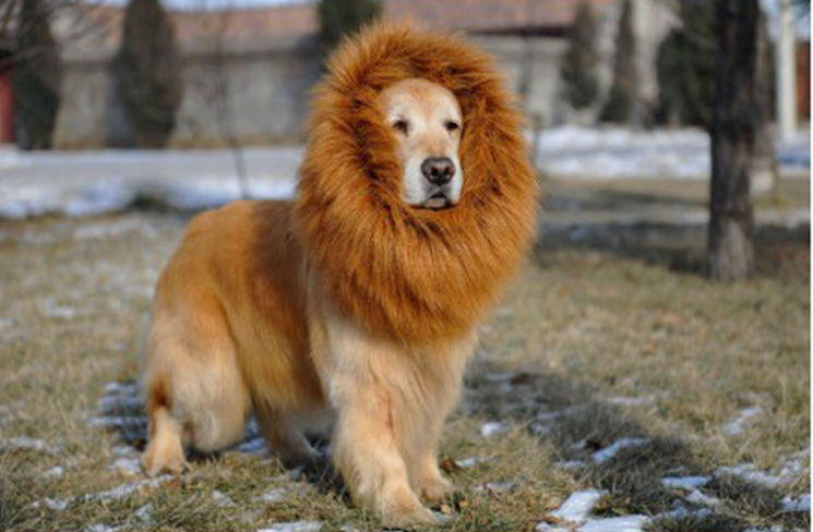 Pet headgear, winter warm and comfortable dog headwear, Halloween pet lion head wig, pet wig supplies pic 7