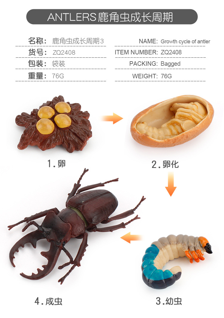 成长周期_09.jpg