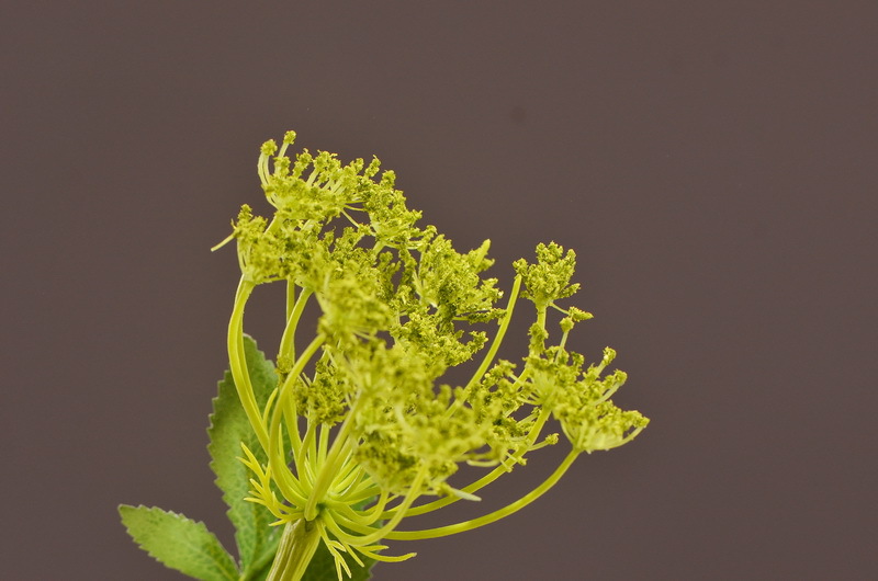 Wholesale of artificial lace and artificial green plants from the original factory, flower arrangement materials, and artificial plants for home, hotel, wedding and decoration pic 17