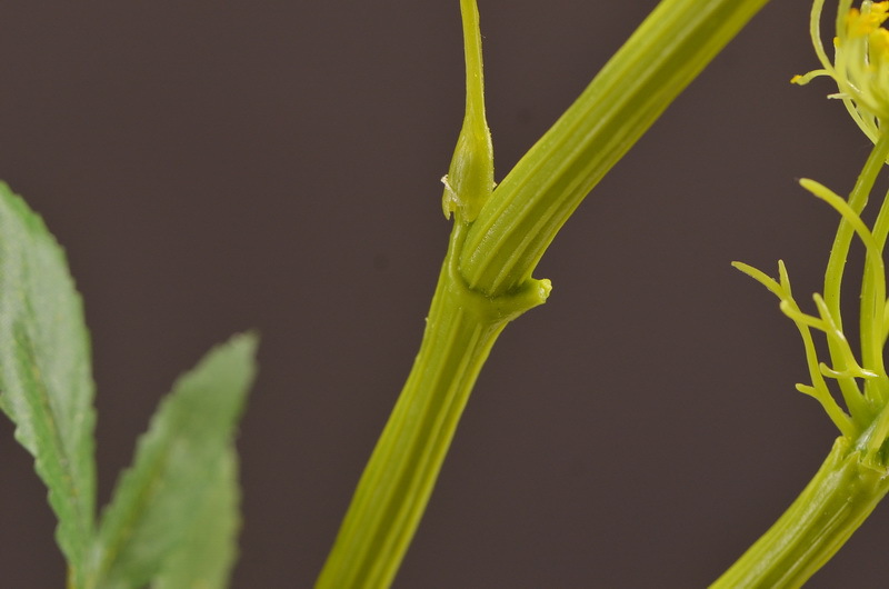 Wholesale of artificial lace and artificial green plants from the original factory, flower arrangement materials, and artificial plants for home, hotel, wedding and decoration pic 30