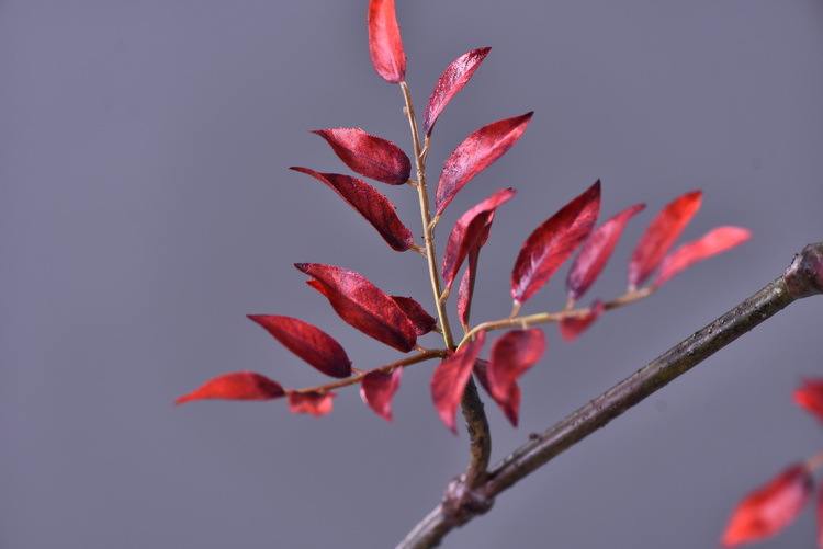 Factory wholesale of artificial leaves, autumn leaves, artificial peach leaves, wood leaves, flower arrangements, leaf materials, soft decoration, visual merchandising, floral design, and plants pic 7