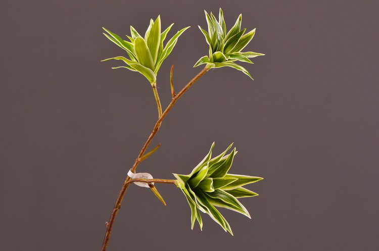 Dongli Factory direct sales, wholesale of artificial flowers, purple mist grass, purple dew grass, home decoration, artificial living room model rooms, artificial flower ornaments, one-piece consignment pic 8