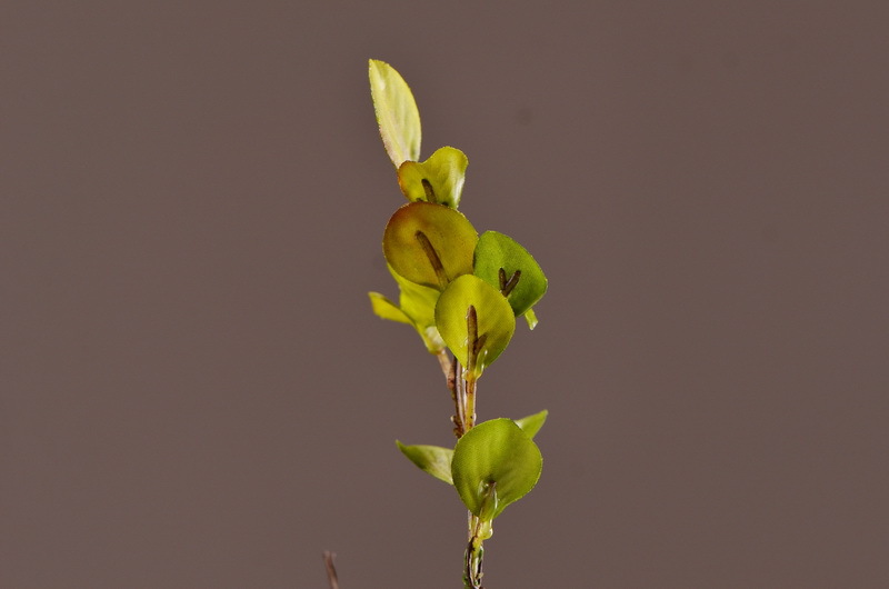 Flower Knowledge, simulating spring rain leaves, New Chinese-style Zen-inspired soft furnishings, flower leaf materials, simulating touch, autumn leaves, home decorations, floral art pic 7