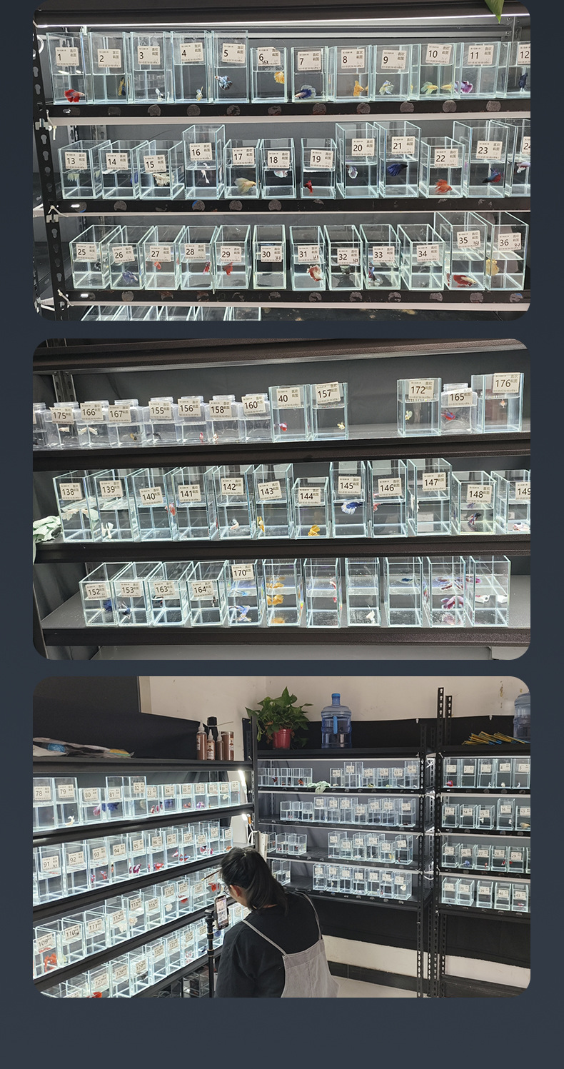 The manufacturer supplies Thai betta fish display fish tanks, golden crystal ultra-white glass small fish tanks, tabletop small fish tanks and betta fish tanks pic 11