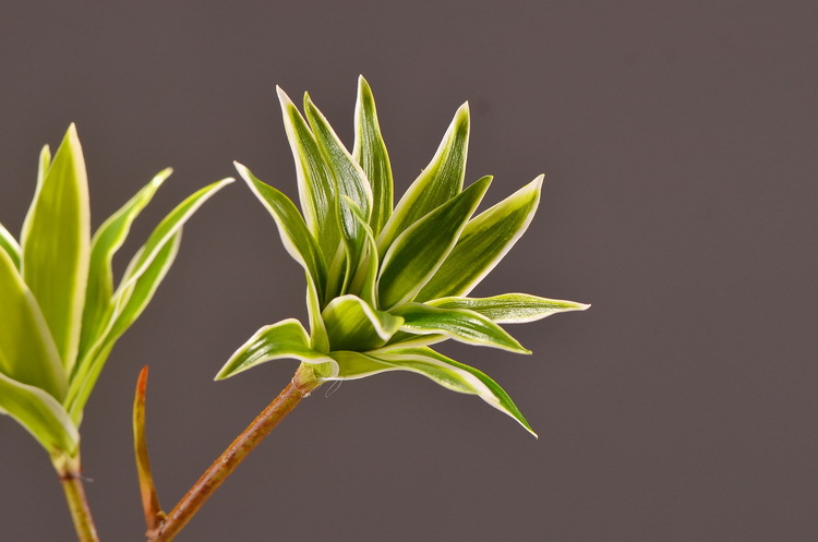 Dongli Factory direct sales, wholesale of artificial flowers, purple mist grass, purple dew grass, home decoration, artificial living room model rooms, artificial flower ornaments, one-piece consignment pic 10