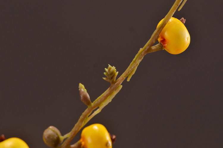 Artificial rosehip, artificial plant fruit, berry, American decorative floral arrangement materials, photography props pic 37