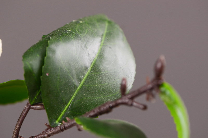 High-end artificial camellia wholesale from the original factory, ins home, hotel, banquet table flowers, cross-border pic 10