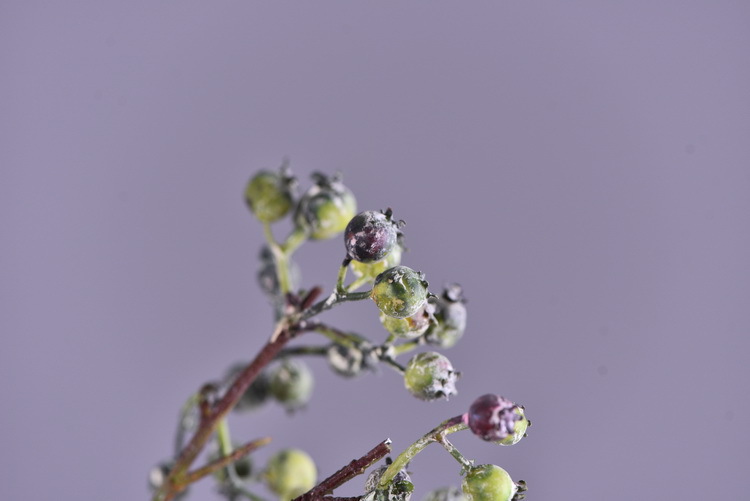 Factory direct sales of artificial Ma Sang Fruit Mountain return artificial berries wholesale living room model room banquet decoration wild fruits pic 6