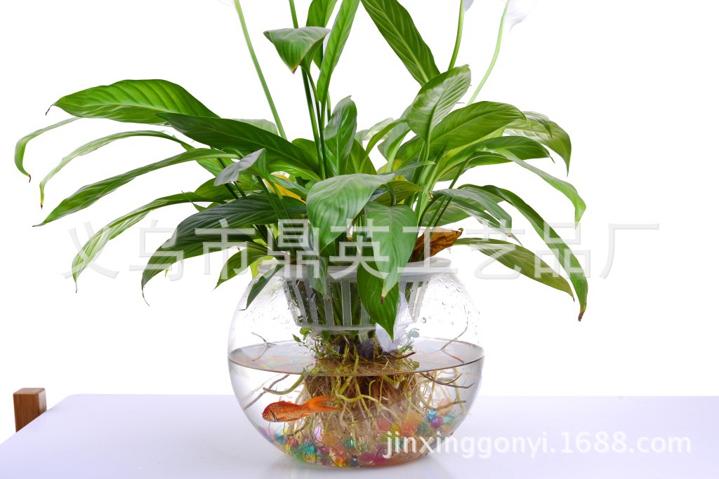 鼎浩 WATER BEADS DIY 24个一盒 新品文创专供 茶壶泡水大珠 吸水珠 底部可拆卸 带陀螺 泡大详情23