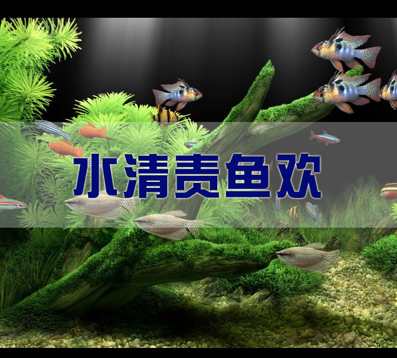 Wholesale of fish tank and aquarium water replacement pipes, water replacement equipment, sand washing and water pumping devices, and fish tank filtration tools pic 10