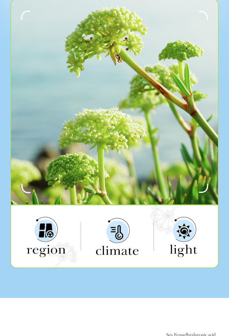 Cross-border foreign trade BIOAOUA Sea Fennel Hyaluronic Acid Anti-Wrinkle Facial Cleanser Hydrating and Moisturizing Gentle Oil-Control Facial Cleanser pic 7