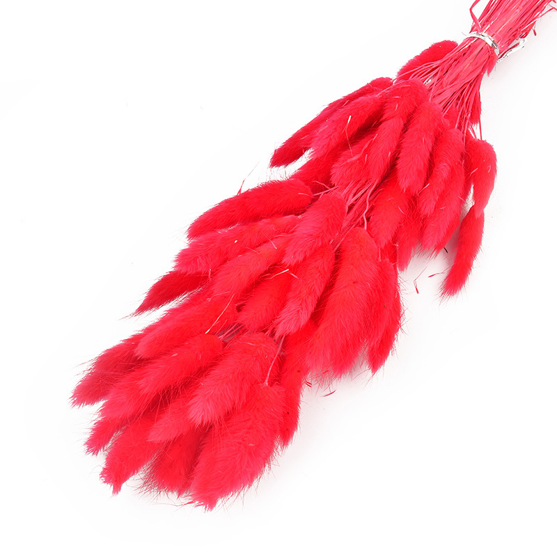 兔尾草干花真花永生花满天星干花花束批发家居装饰插花拍摄道具                               详情14