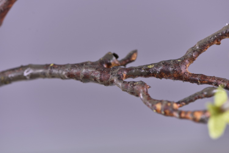 Factory wholesale of high-end artificial flowers, artificial purple rosewood flowers, soft decoration floral art for hotel and homestay model rooms, and artificial locust flowers pic 11