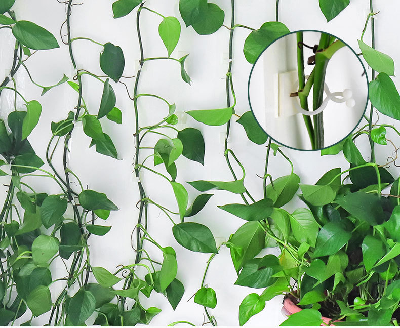 藤蔓绿植无痕攀爬免钉贴墙上神器理线夹自粘式挂钩绿萝爬墙固定器详情2