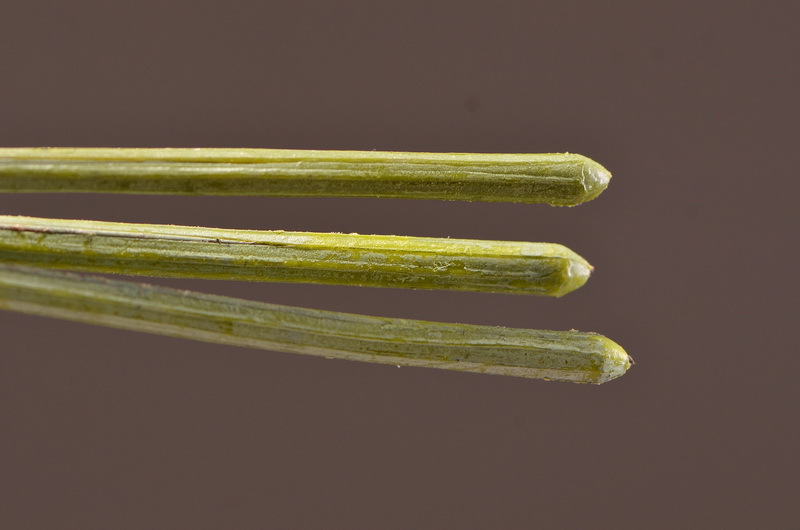 Wholesale of high-end artificial fruits, artificial flowers, photography props, teaching AIDS, dried artificial flowers and flower arrangement materials from the original factory pic 24