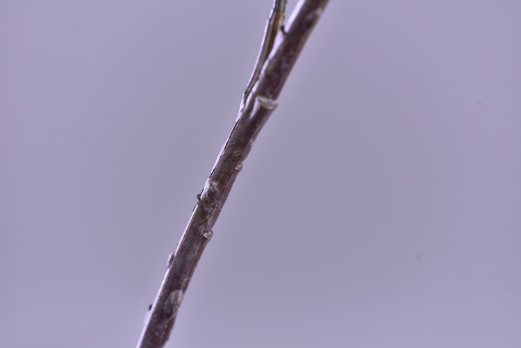 Factory direct sales of high-end artificial handballs, high-end artificial snowball flowers wholesale, modern and simple ins popular decorative artificial flowers pic 13