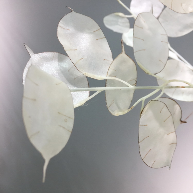 【 Factory Direct Sales Wholesale 】 Dongli offers direct supply of living room home decoration artificial dried flowers wholesale and artificial silver fan leaves in stock pic 16