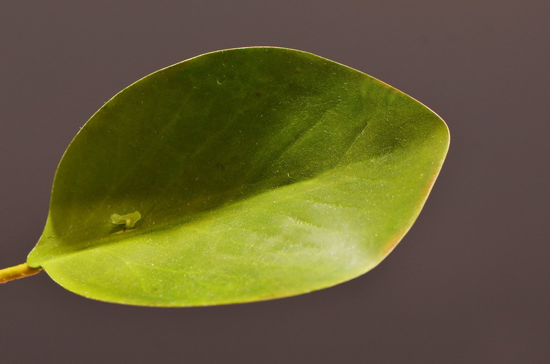 Wholesale of high-end artificial flowers such as faux emperor flower, South African princess flower, flocked faux flowers, hotel banquet table flowers, and homestay decoration pic 9