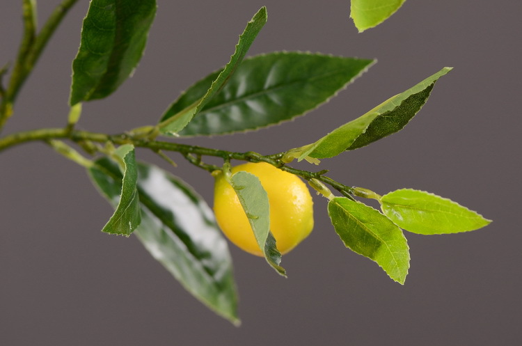 2-7小枝柠檬.JPG