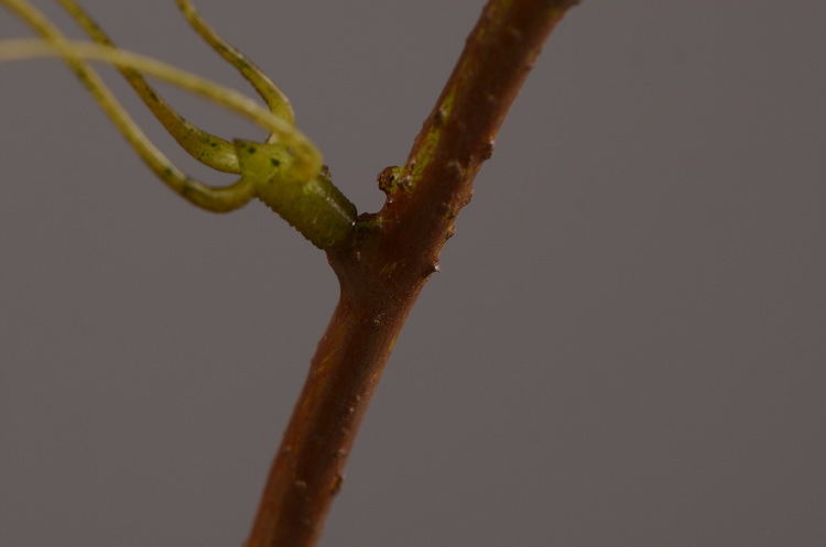 Dongli yellow artificial leaves, artificial ginkgo leaves, artificial trees, engineering landscaping, wedding decoration, artificial branches, Nordic artificial plant leaves pic 13