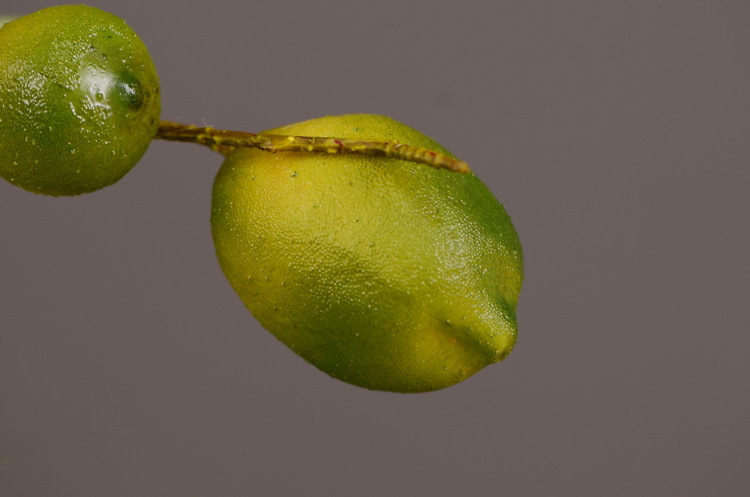 3-6绿色柠檬.JPG