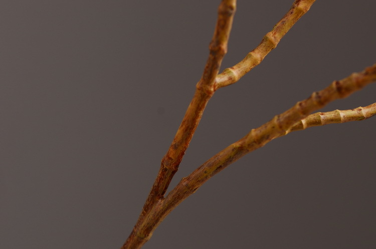 Dongli Flower Industry, the original manufacturer, is now wholeselling vintage decorative pipe fruit artificial flowers, artificial flowers, table flowers, artificial berries, zombie fruits, eucalyptus fruits, and offers one-piece consignment pic 23