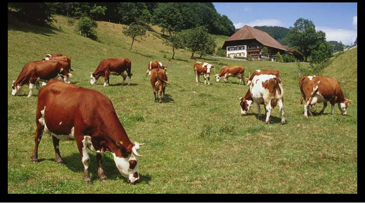 袋鼠手拿包密码锁男士软皮手包大容量男手拿抓包商务夹包代发定制详情31
