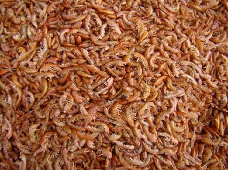 Wholesale fish feed, turtle feed, fish food, turtle food, dried hook shrimp Gammarus can be traded for export pic 8
