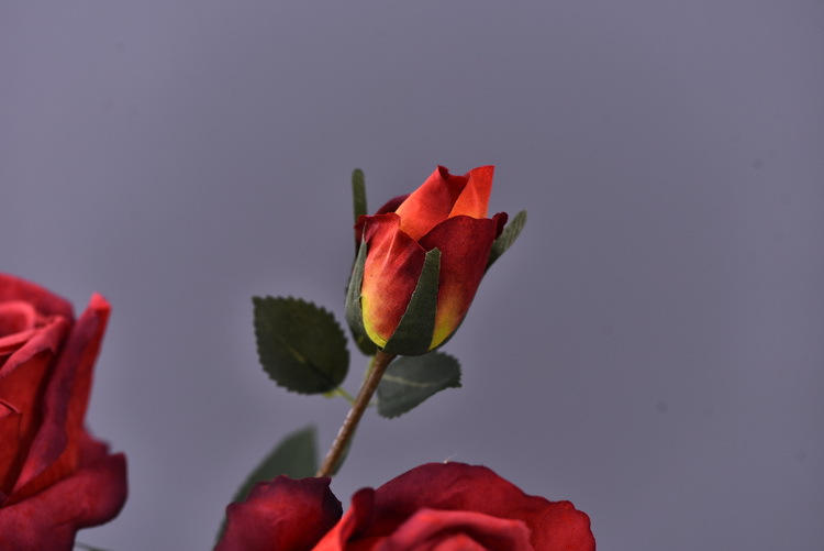 Factory wholesale of 5-head simulated rose with charred edges, retro Greek rose, living room, hotel and homestay photography props rose pic 7