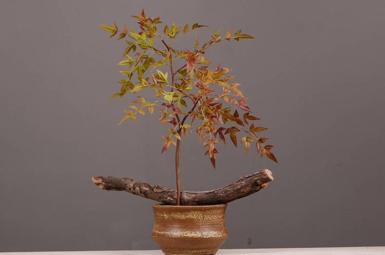 Dongli Source Factory, wholesale and direct sales of artificial plants in stock, wholesale of India leaves, autumn color leaves, hand-held flowers, leaf materials, props, flower art, bonsai, home decoration flowers pic 13