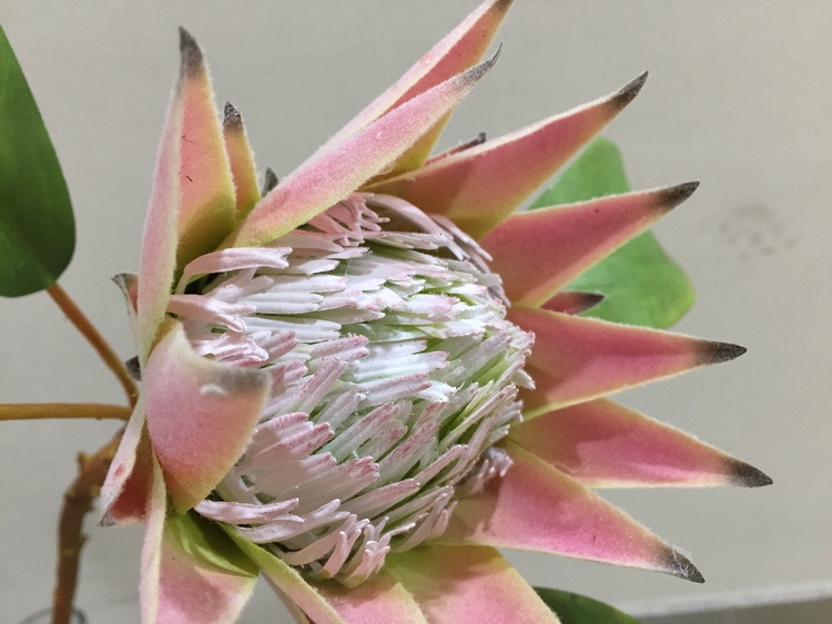 Dongli Flower Industry Factory offers direct sales and wholesale of tropical flowers, including simulated little emperor flowers, Nordic minimalist living room and home decoration simulated flowers, as well as entrance and table flowers pic 20