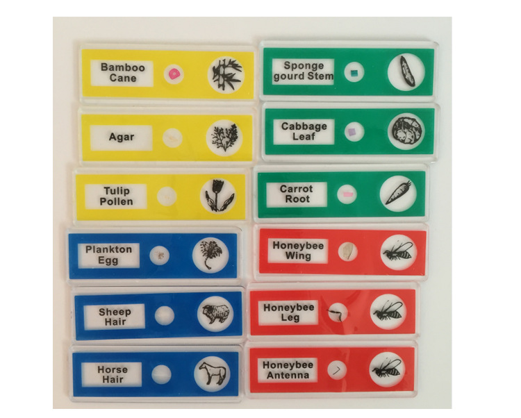 Customizable biological specimen cutting and microscope specimen slides for primary and secondary school students pic 2