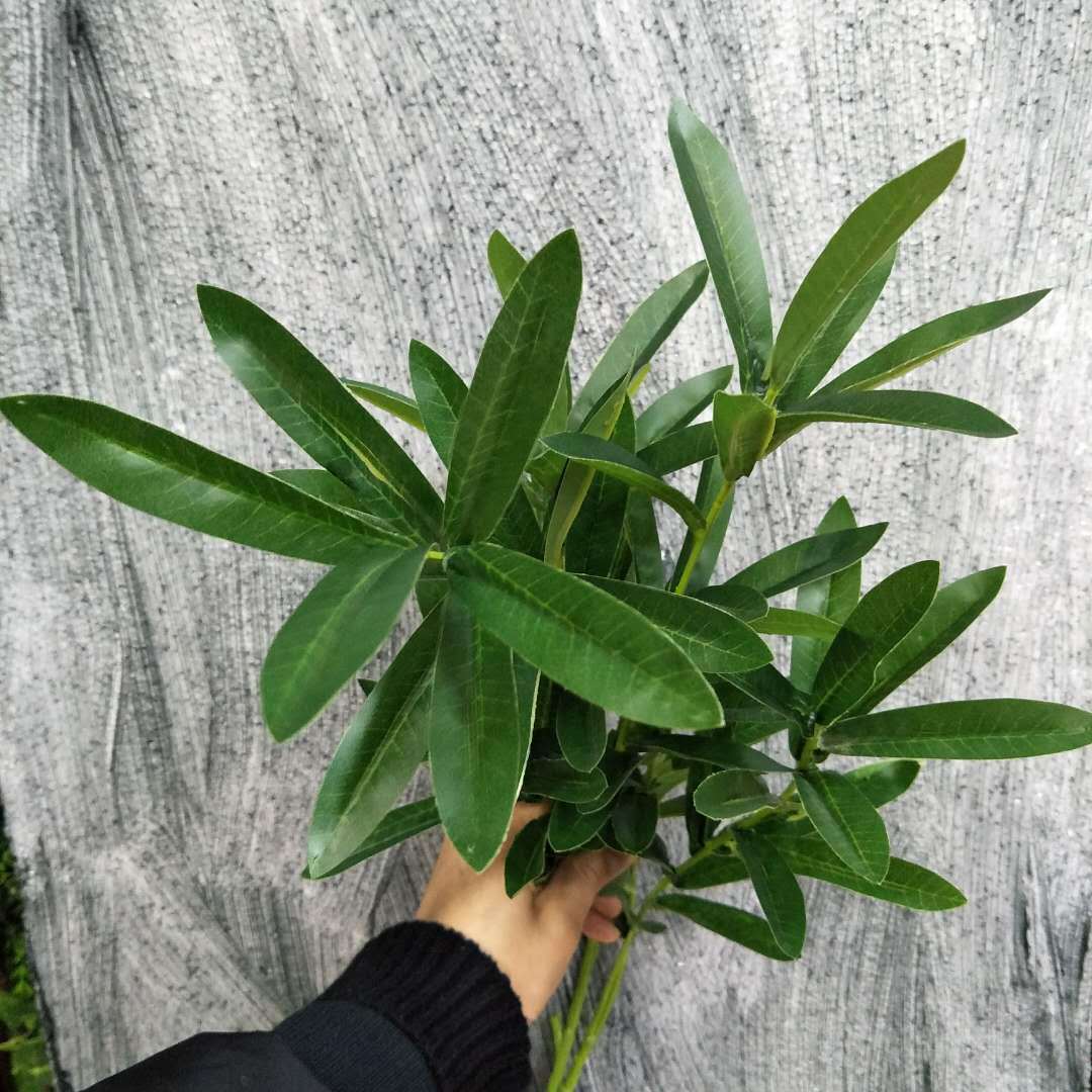 6-pronged olive branches, living room dining table, coffee table, vase, flower arrangement, wedding home flowers, wedding decoration, olive leaves pic 4